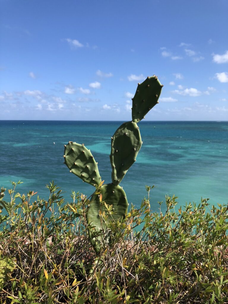 Island Cactus