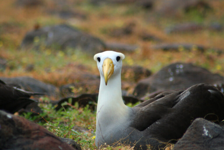 Resting Albatross