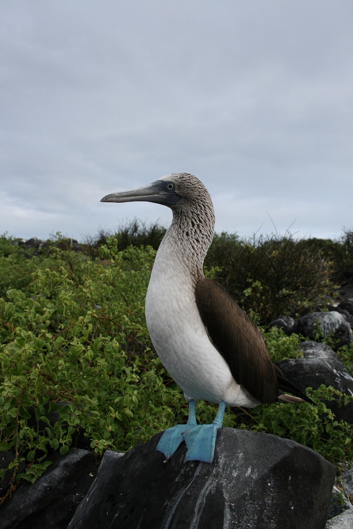 Blue Foot