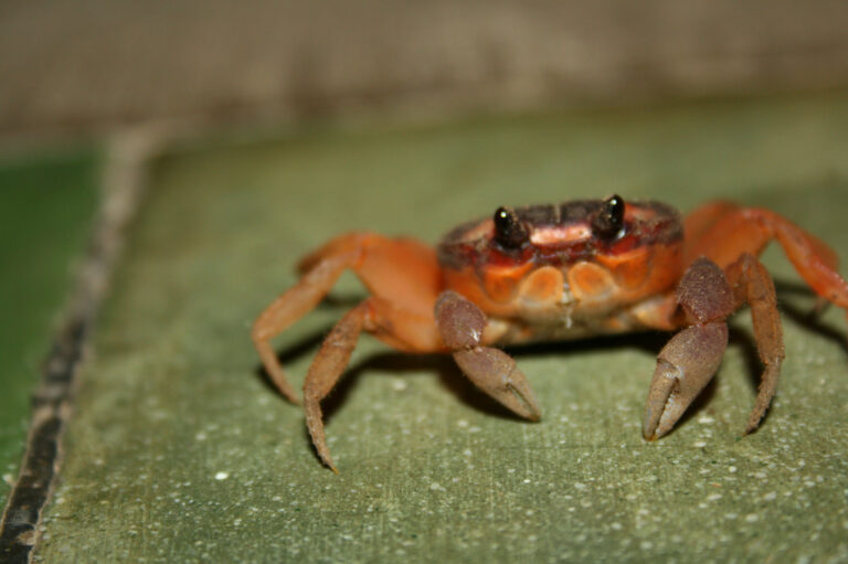 Curious Crab