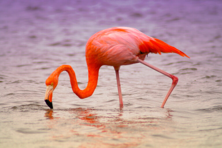 Feeding Flamingo