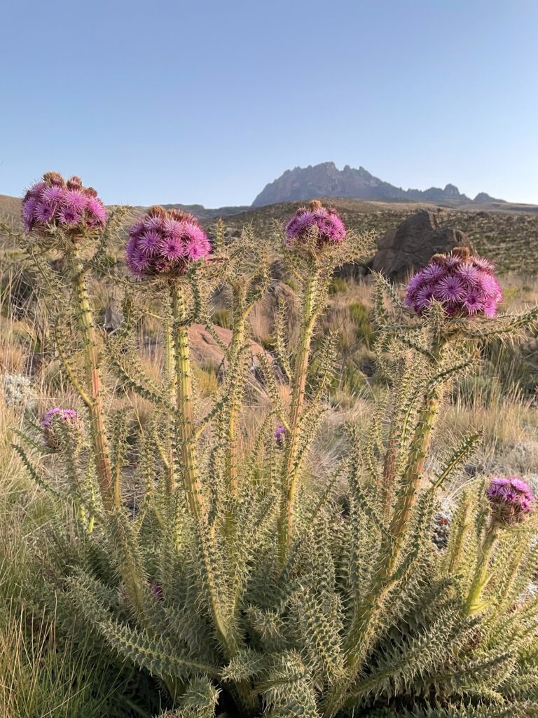 Desert Bloom