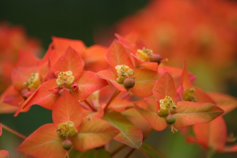 Hydrangea