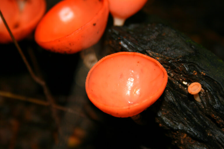 Jungle Fungus