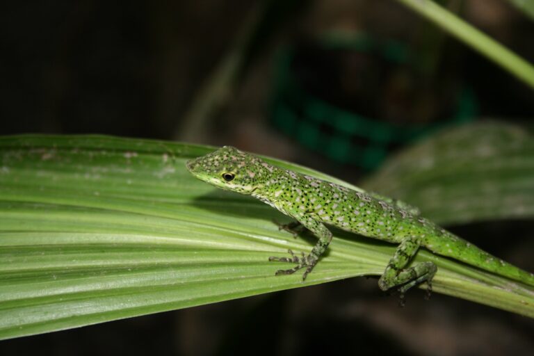 Jungle Lizard