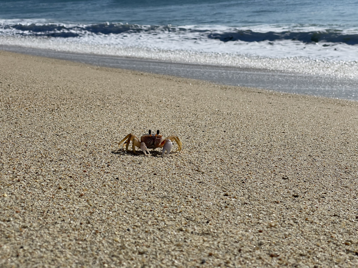 Los Cabos Crab