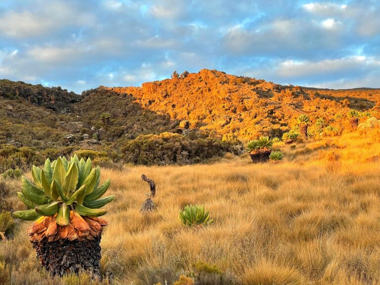 Moorland Sunrise