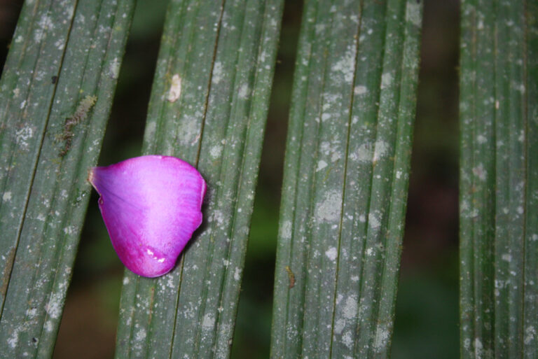 Resting Petal