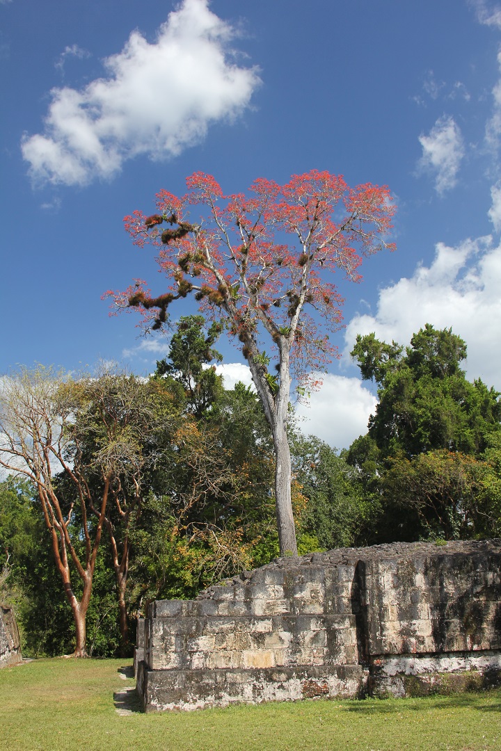 Roots of the Maya