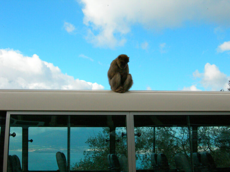 Travel Monkey