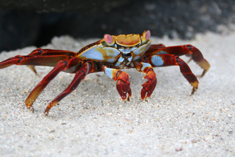 Vibrant Crustacean