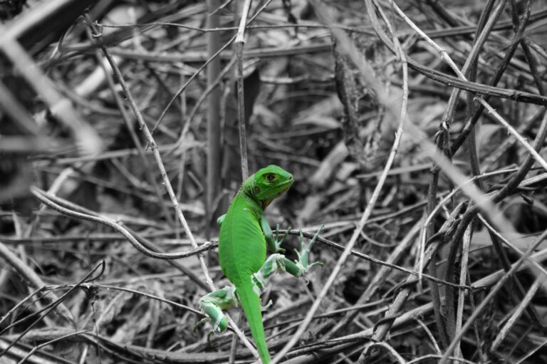 Young Iguana