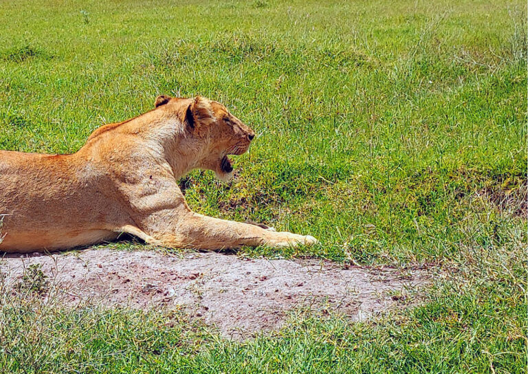 Queen of the Crater