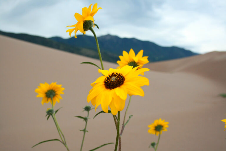 Dune Bloom