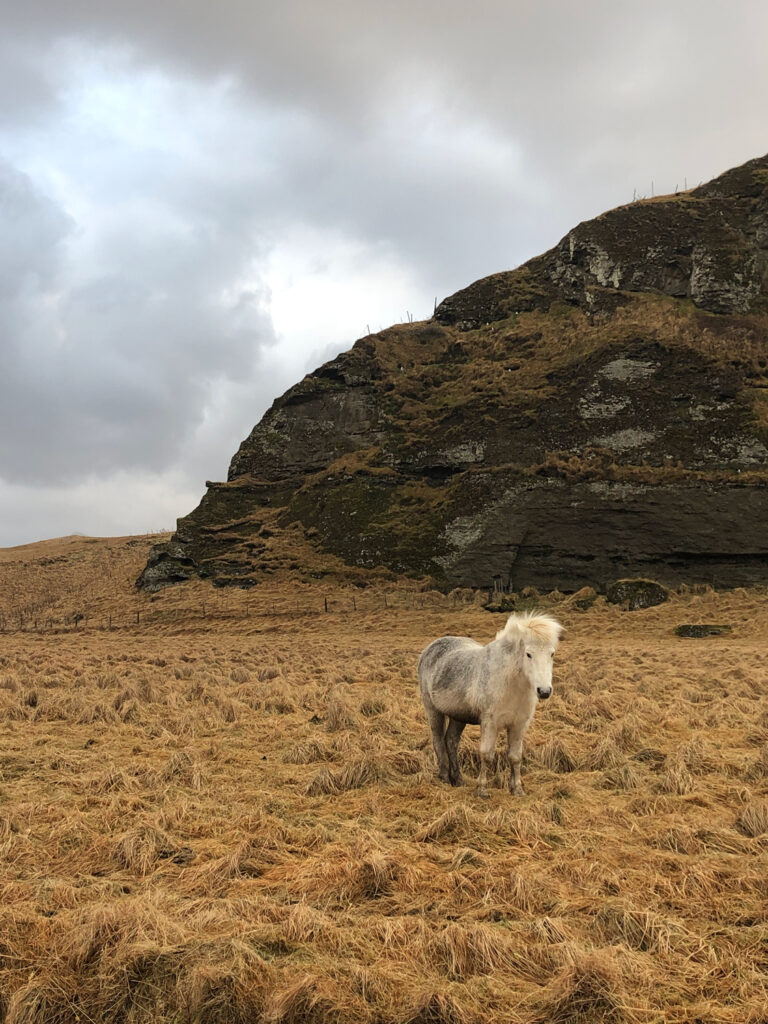 Icelandic Horse