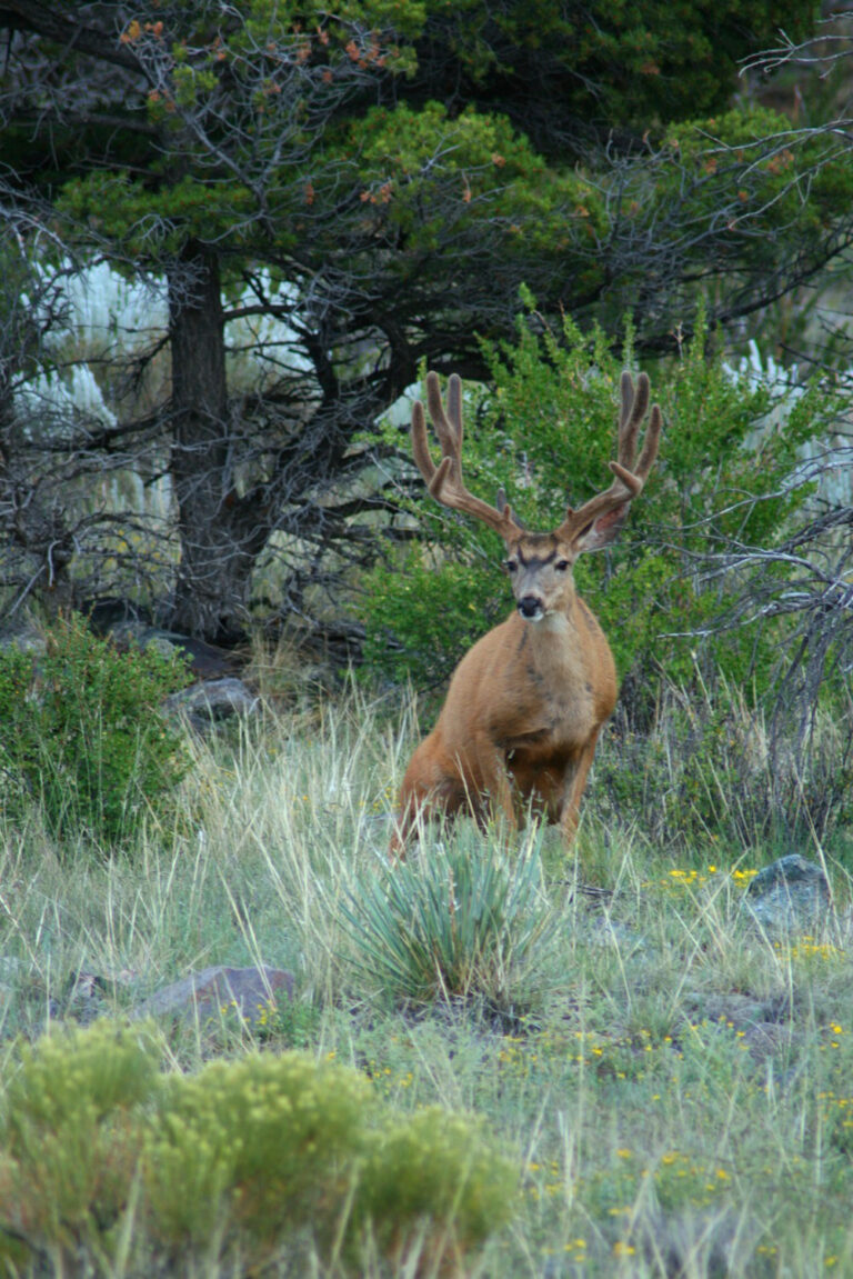 Mule Deer