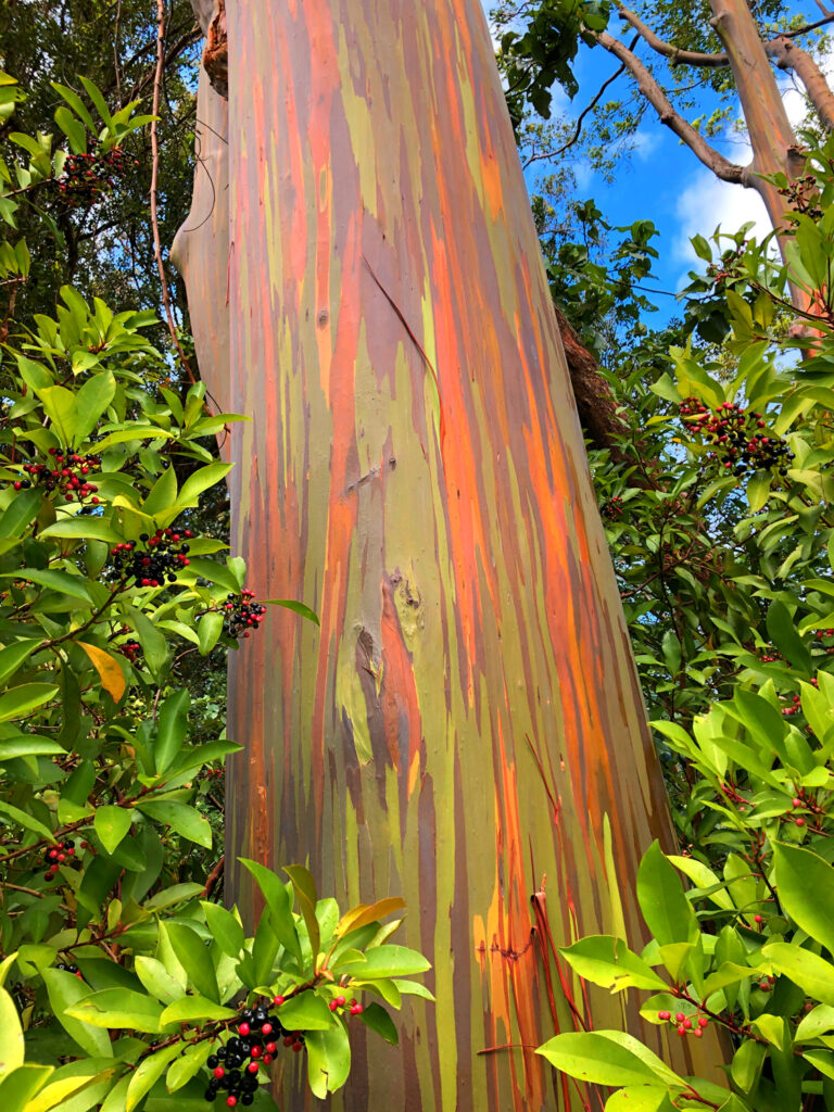 Rainbow Eucalyptus