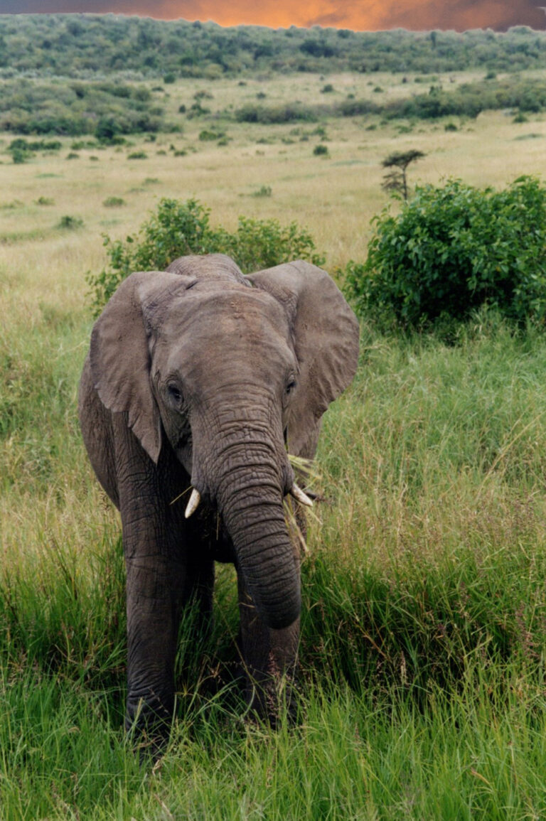 Grazing Giant