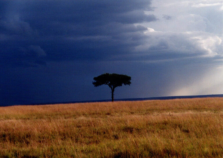 Lone Tree